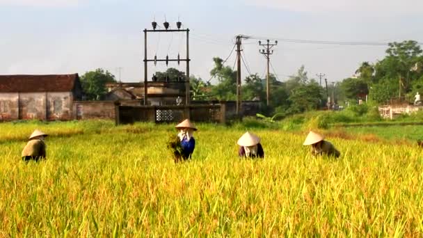女农民收割水稻 — 图库视频影像